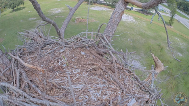 live-nests-Southwest-Florida-Eagle-Cam