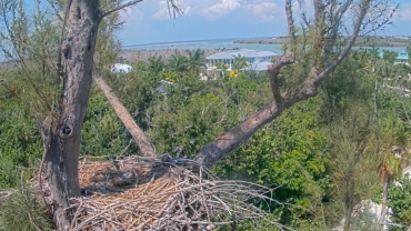 live-nests-captiva-eagle-cam-v1