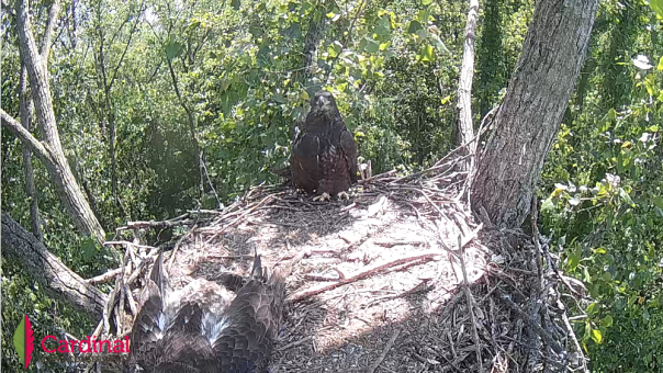 live-nests-cardinallandconservancy-eagle-cam-v1