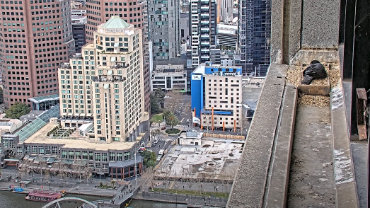 live-nests-367-Collins-Falcons-Webcam