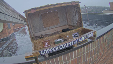 live-nests-EERC-Electrical-Energy-Resources-Michigan-Tech-Falcon-Cam