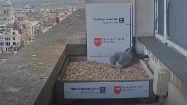 live-nests-Nottingham-Peregrine-Falcon-Cam