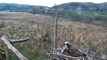 live-nests-Dyfi-Osprey-Project-Cam