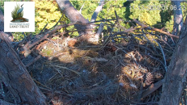 live-nests-Hilton-Head-Island-Eagles-cam