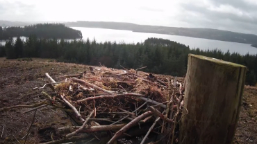 live-nests-Kielder-Water-Osprey-Cam