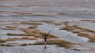 live-nests-Wetlands-Institute-Stone-Harbor-Osprey-Cam