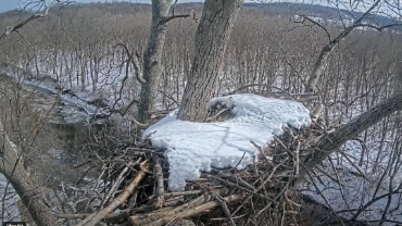 live-nests-Dulles-Greenway-Eagle-Cam