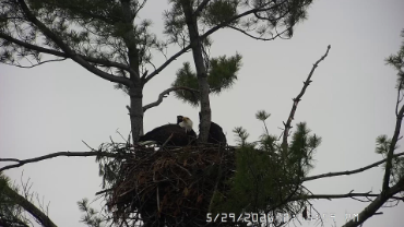 live-nests-Lake-Carmi-Eagle-Cam