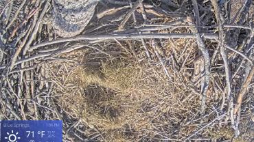 live-nests-Blue-Springs-Eagle-Cam
