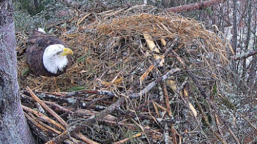live-nests-VINS-Bald-Eagles-Nest-Live-Cam