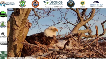 live-nests-Port-Morien-Wildlife-Association-Eagle-Cam