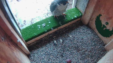 live-nests-University-of-Wisconsin-Green-Bay-Peregrines-Cam