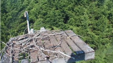 live-nests-Medina-Washington-Osprey-Webcam